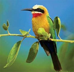 The Best Of Kenya & Tanzania - 2012